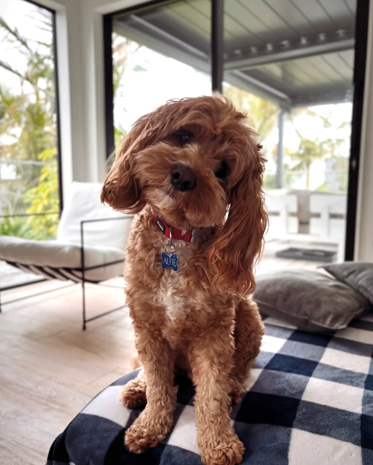 Alfie, egy vörös cavoodle